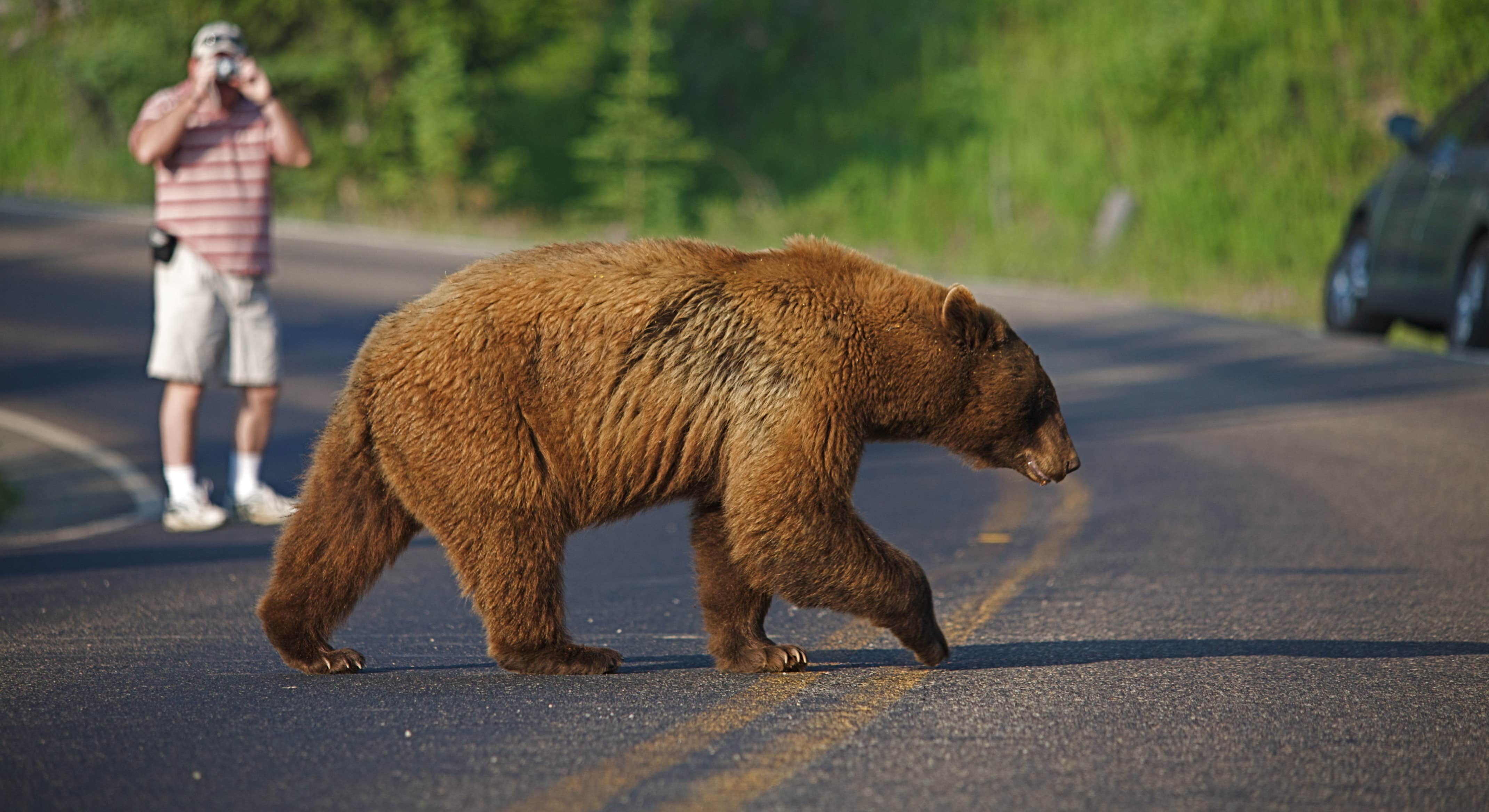 Large Cinnamon-phase Black Bear crossing road in Yellowstone National Park