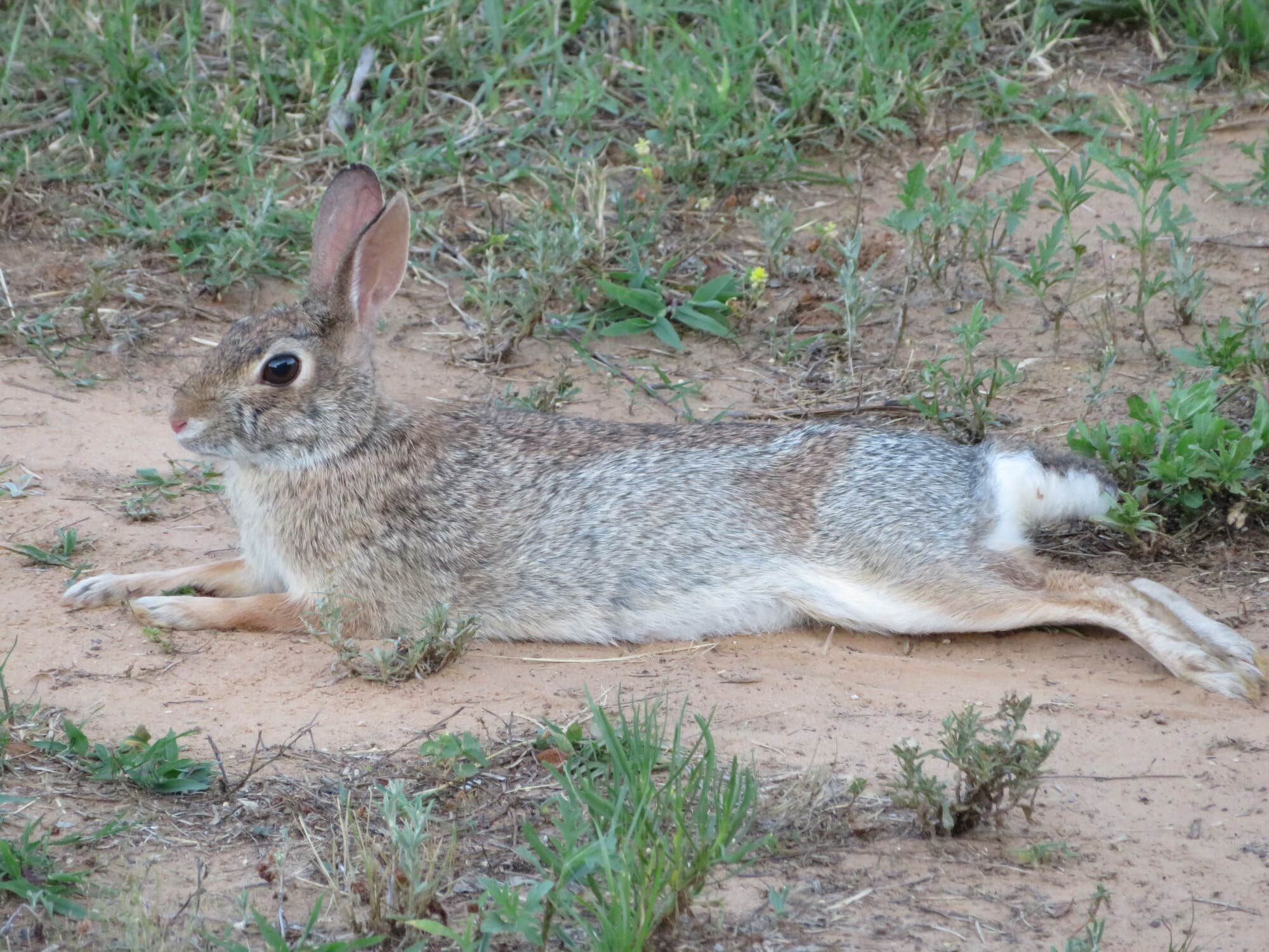 The Dyrt's photo of camping with pets at RV Texoma near Marietta, OK