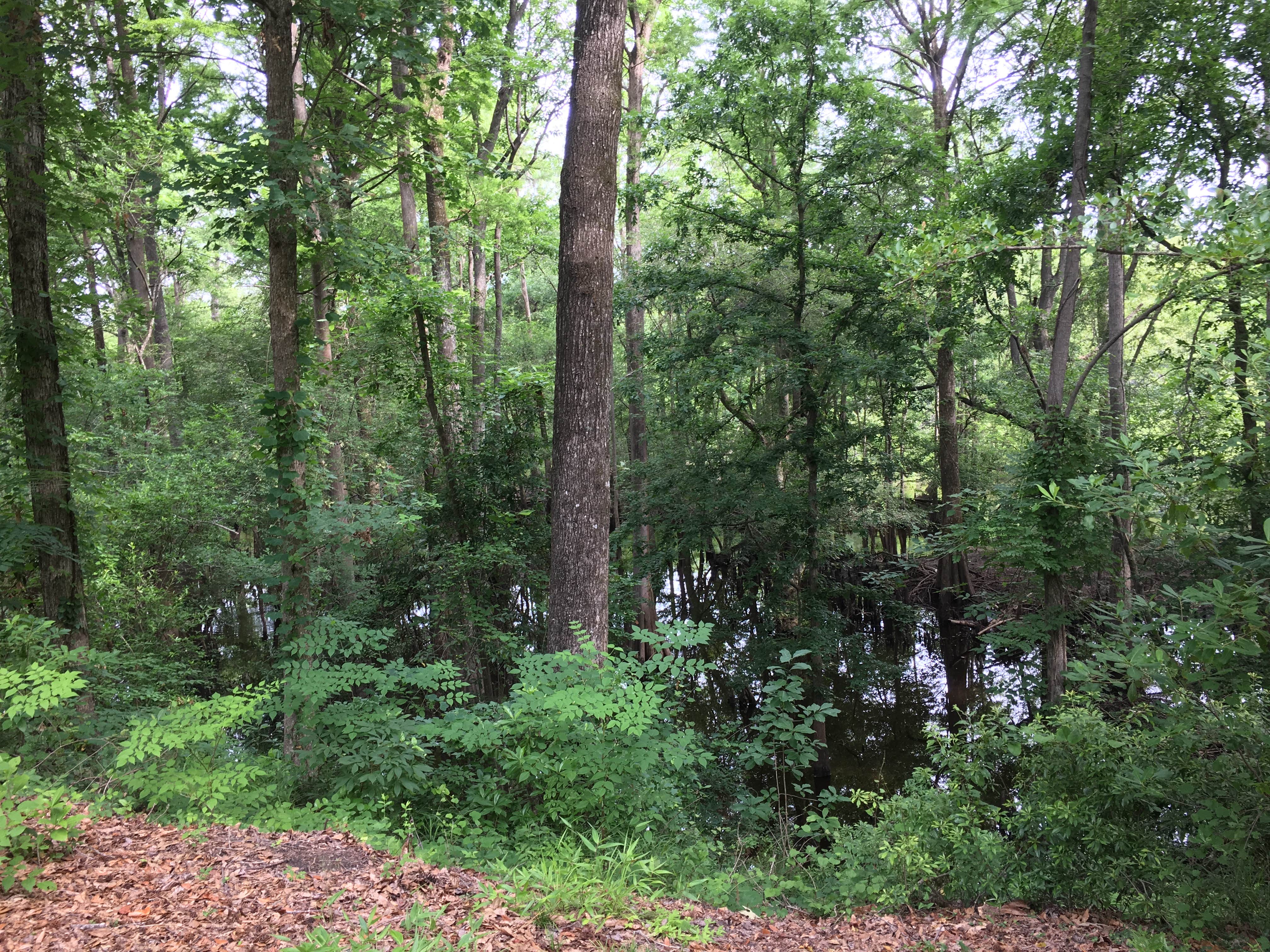 Camper submitted image from Colleton State Park Campground - 2