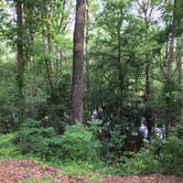 Review photo of Colleton State Park Campground by Michelle M., August 12, 2018