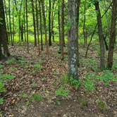 Review photo of Bobcat Run — Harry S Truman State Park by Danielle H., July 30, 2016