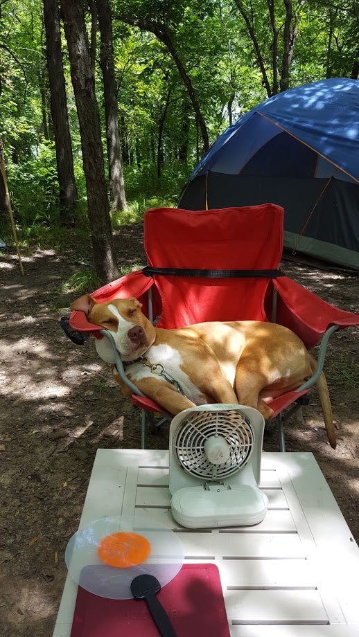 Camper submitted image from Bobcat Run — Harry S Truman State Park - 2