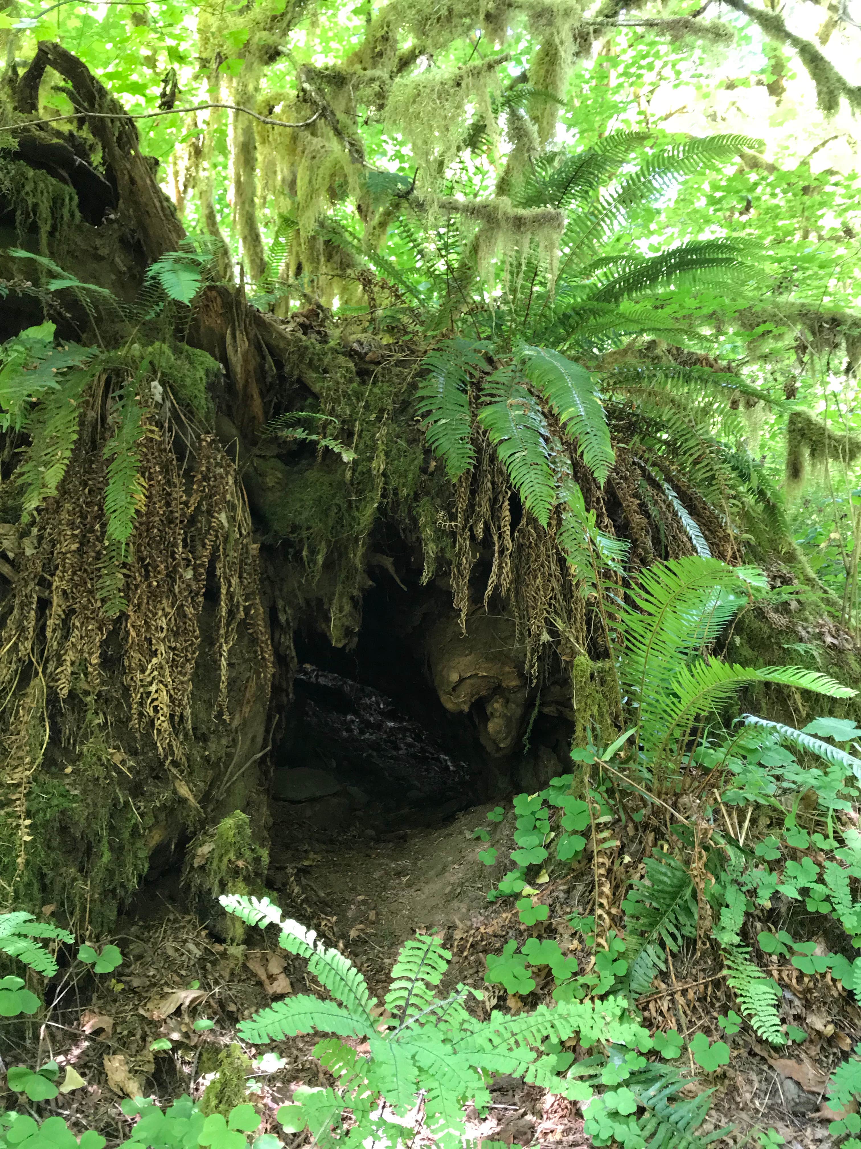 Camper submitted image from Cascadia State Park Campground - 2