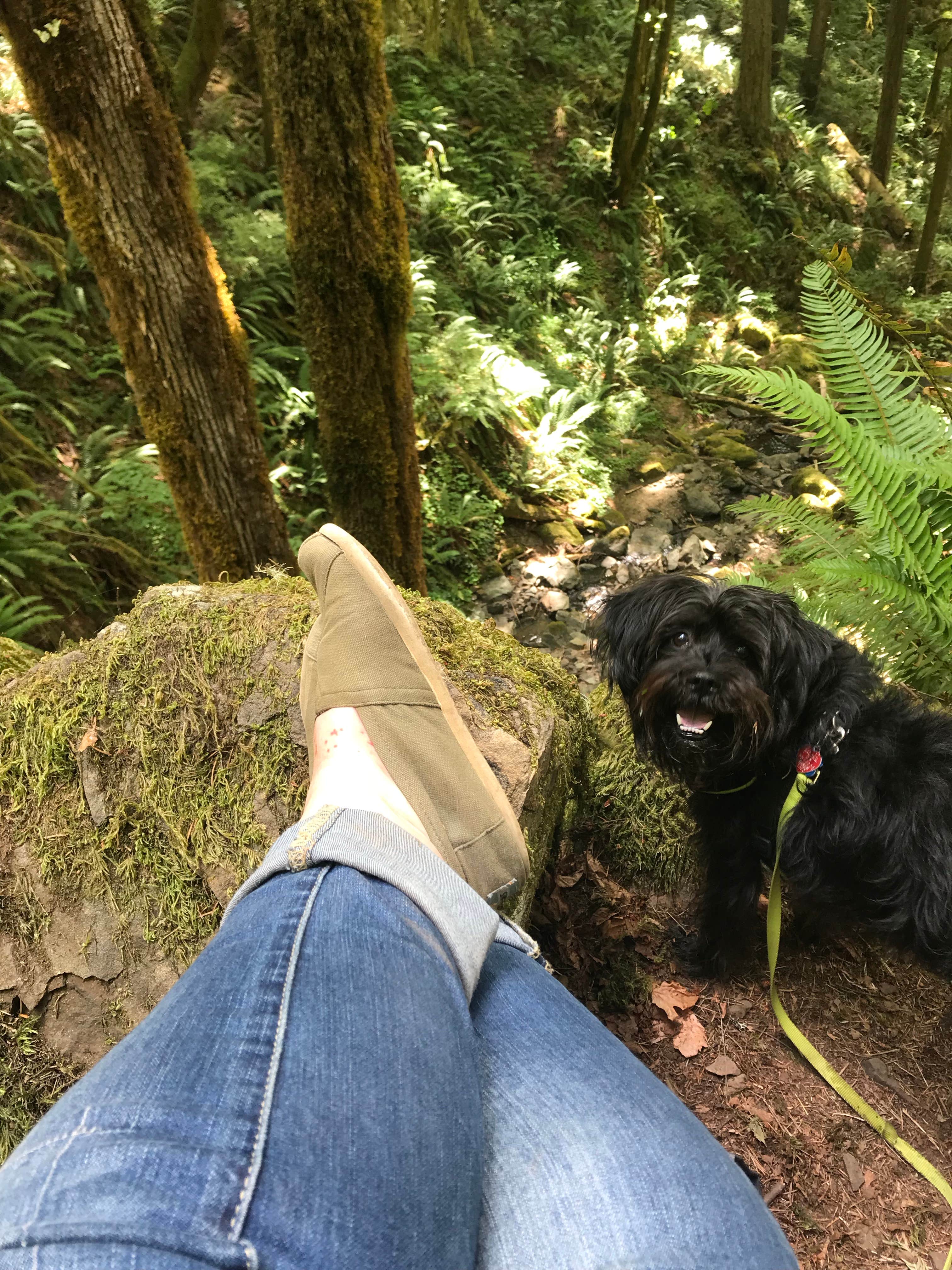Heather B.'s photo of camping with pets at Cascadia State Park Campground near Springfield, OR