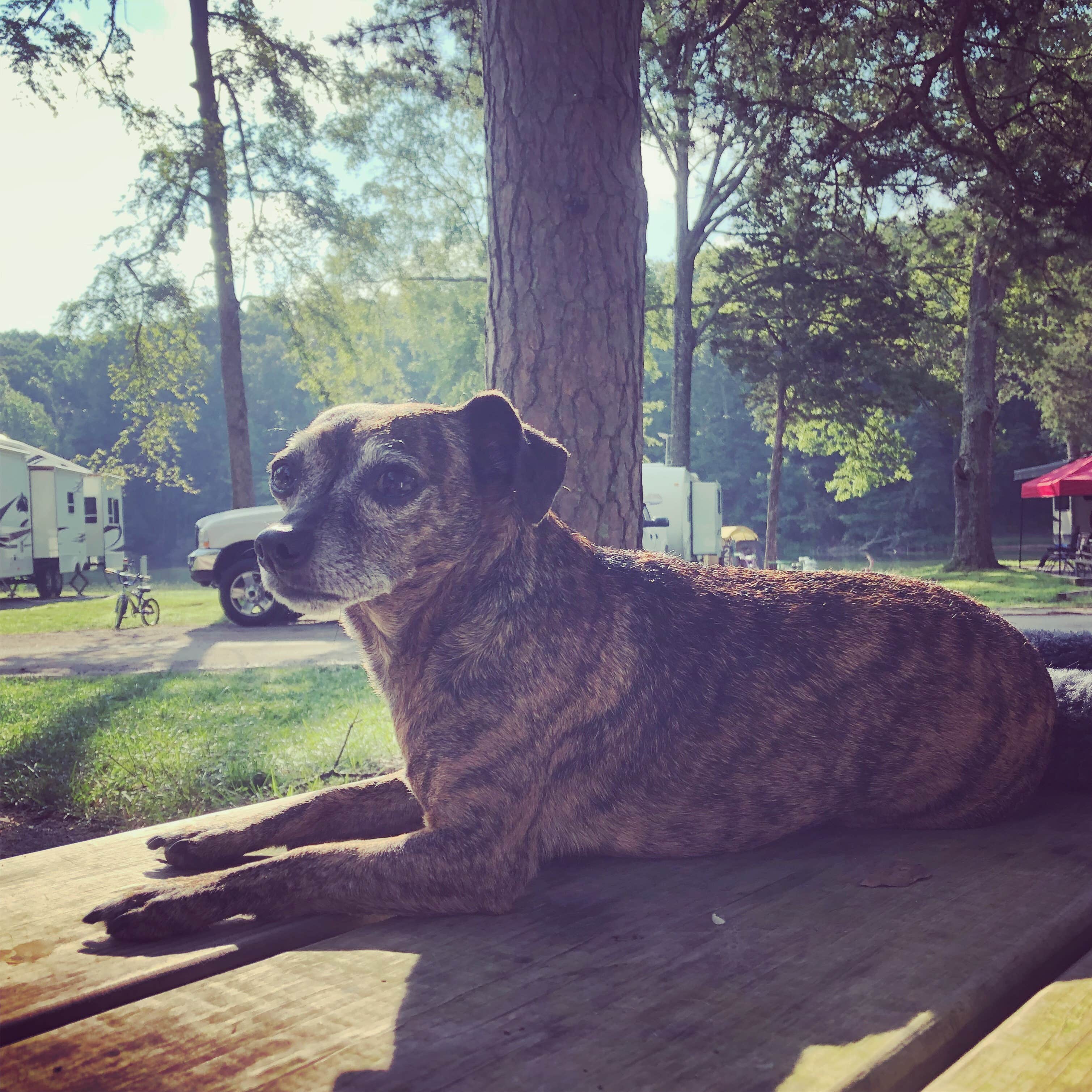 Alicia F.'s photo of camping with pets at Fairview Campground — Tims Ford State Park near Lynchburg, Moore County, TN