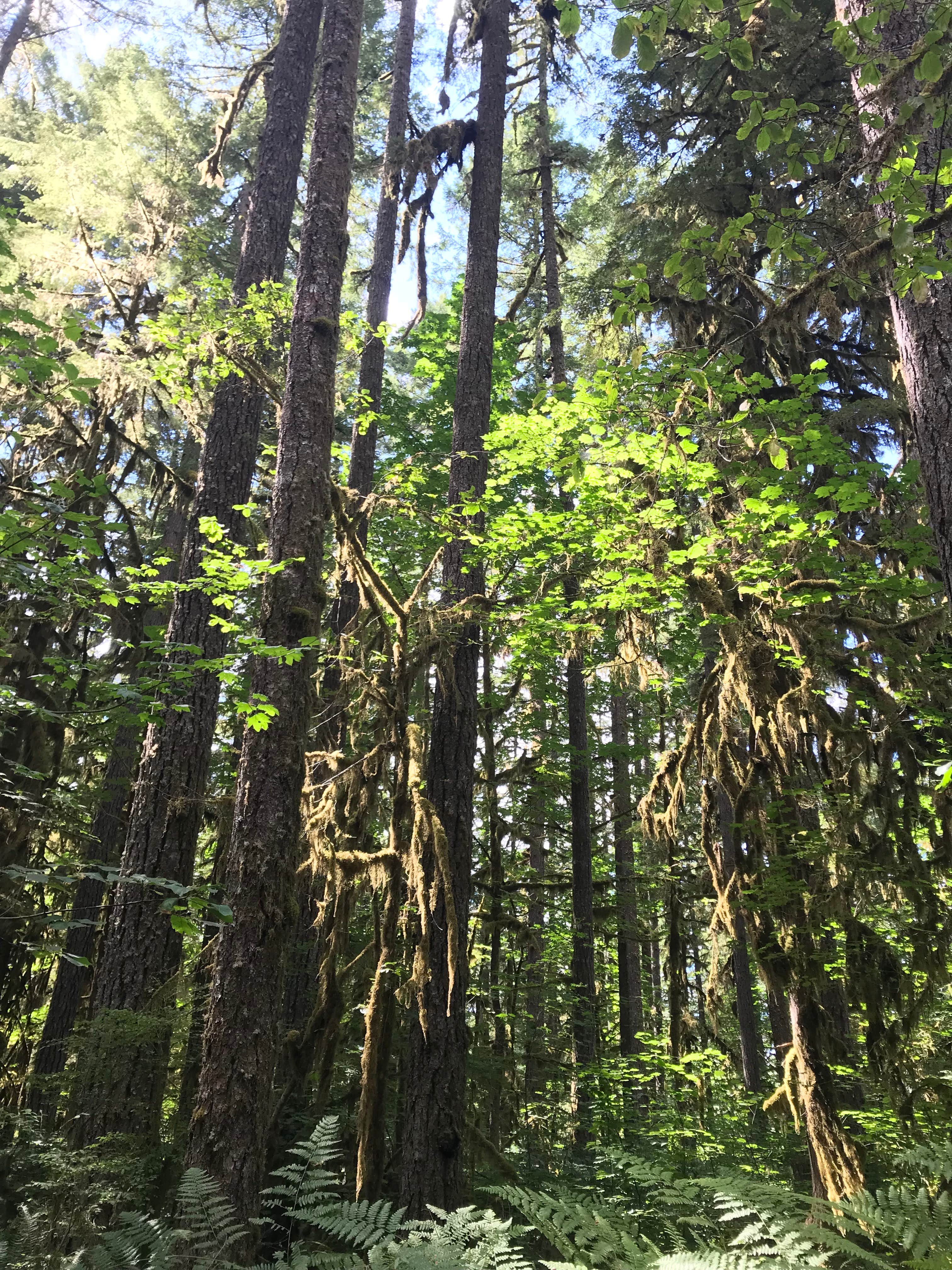 Camping near Sevenmile Horse Camp: Trout Creek Campground, Mckenzie Bridge, Oregon