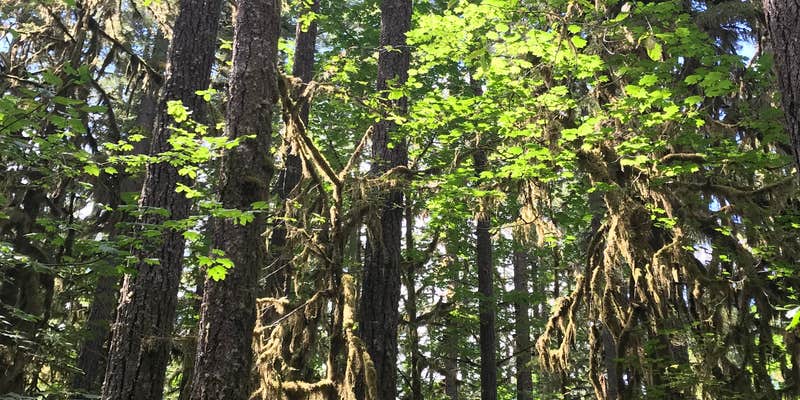 Camper submitted image from Trout Creek Campground