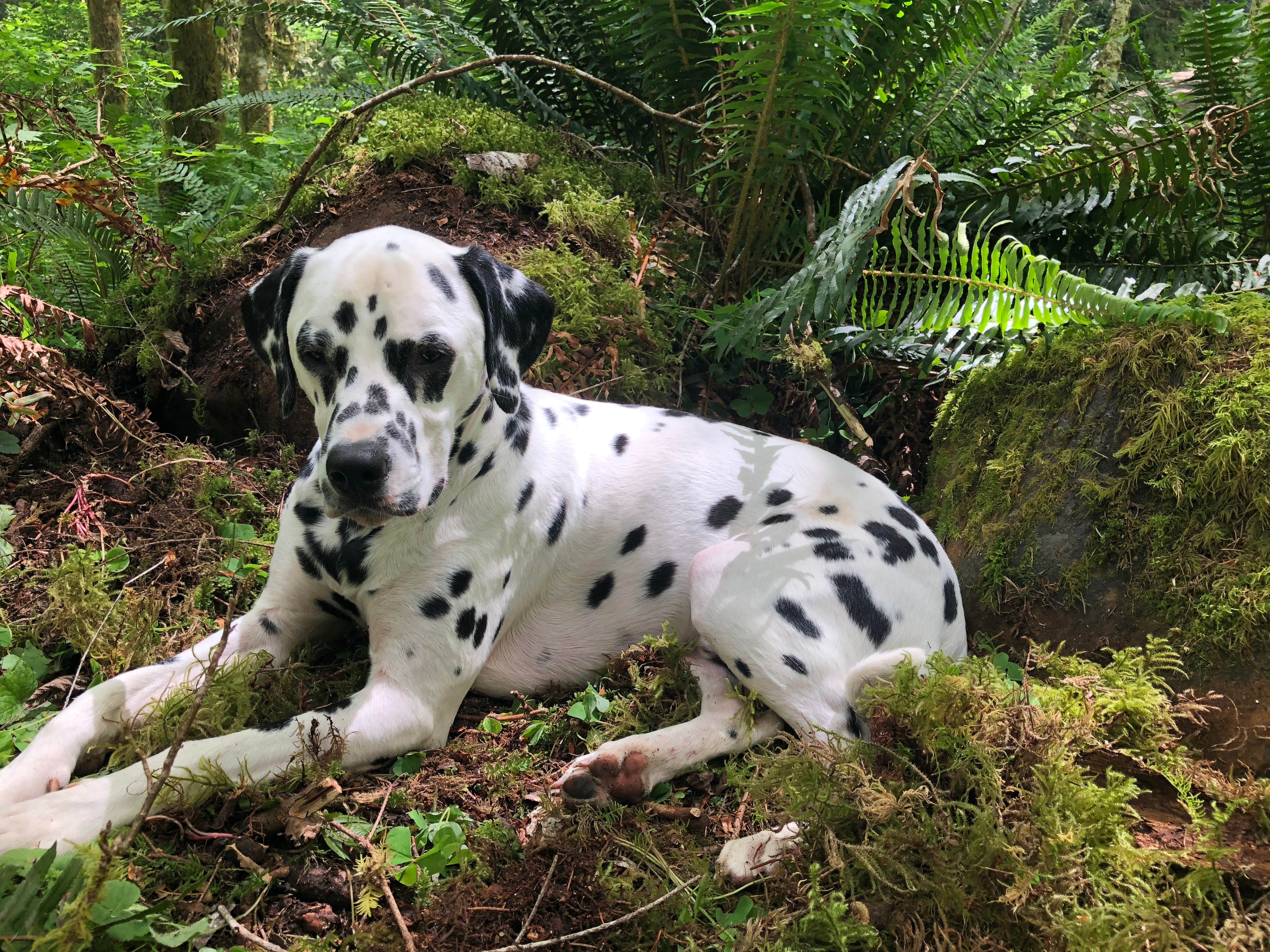 Jamie B.'s photo of camping with pets at Gales Creek Campground near Scappoose, OR