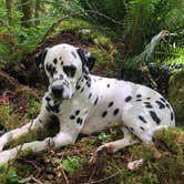 Review photo of Gales Creek Campground by Jamie B., August 12, 2018