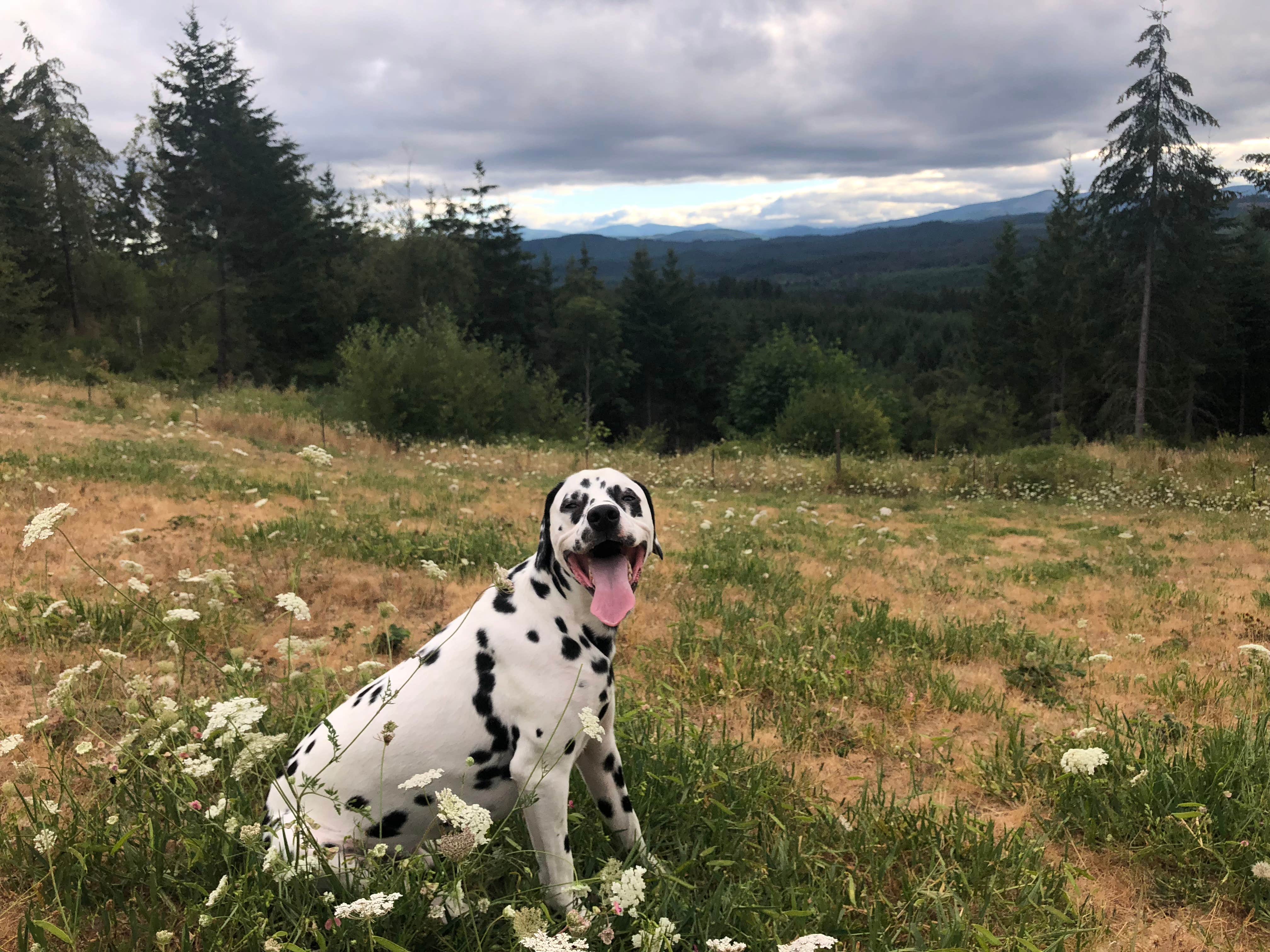 Jamie B.'s photo of camping with pets at Dairy Creek West — L.L. Stub Stewart Memorial State Park near Vernonia, OR