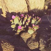 Review photo of Jumbo Rocks Campground — Joshua Tree National Park by Erin G., August 12, 2018