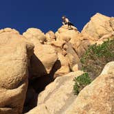 Review photo of Jumbo Rocks Campground — Joshua Tree National Park by Erin G., August 12, 2018