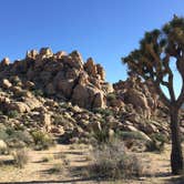 Review photo of Jumbo Rocks Campground — Joshua Tree National Park by Erin G., August 12, 2018