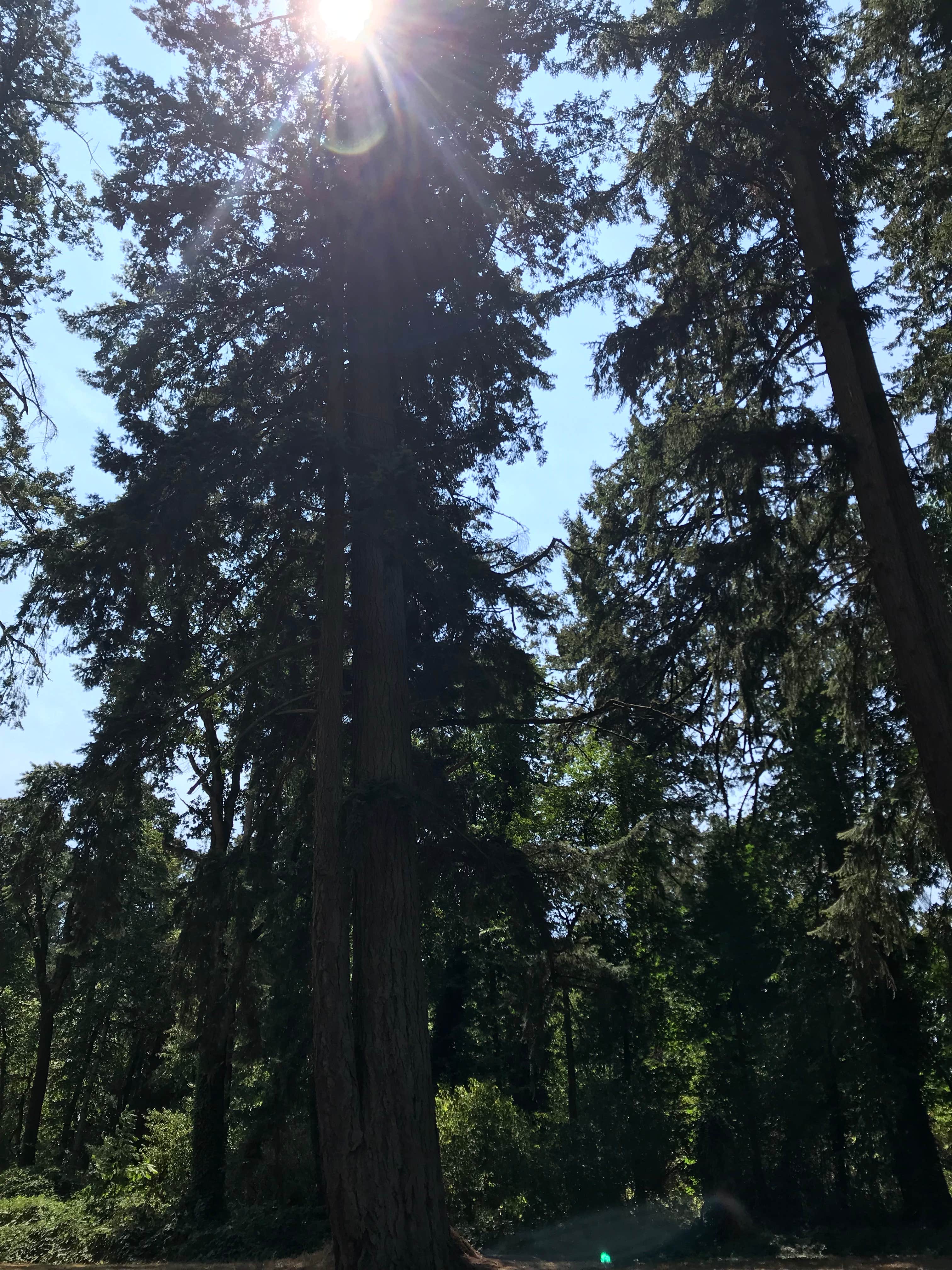 Camper-submitted photo at Maud Williamson State Recreation Site near Canby, OR