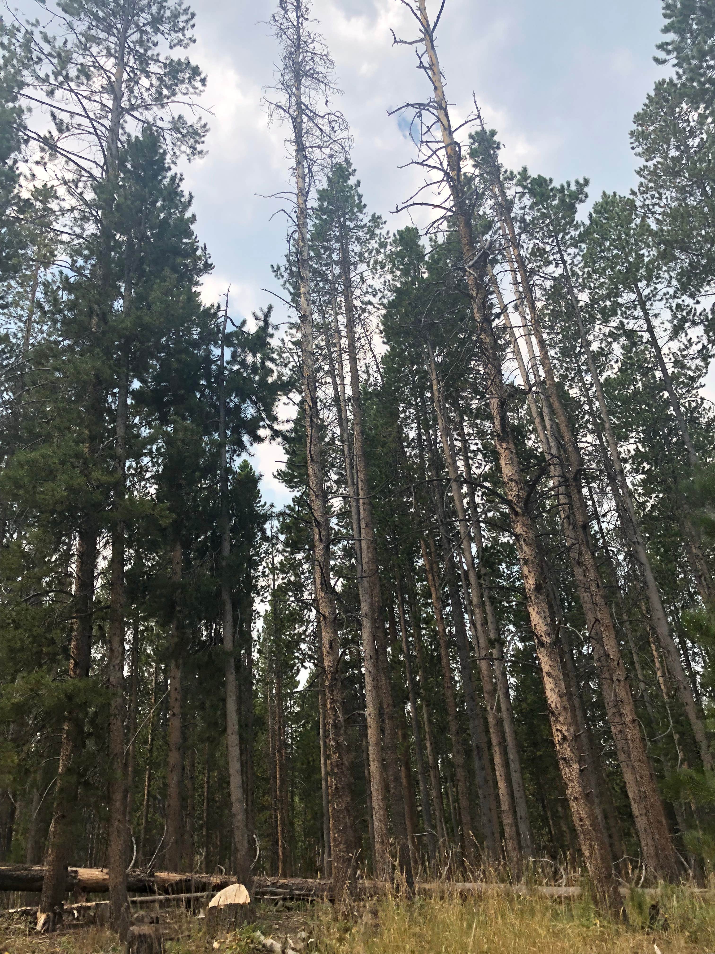 Camper submitted image from Lilly Lake Campground — Uinta Wasatch Cache National Forest - 2