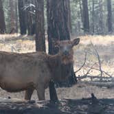 Review photo of DeMotte National Forest Campground by Crystal C., August 12, 2018