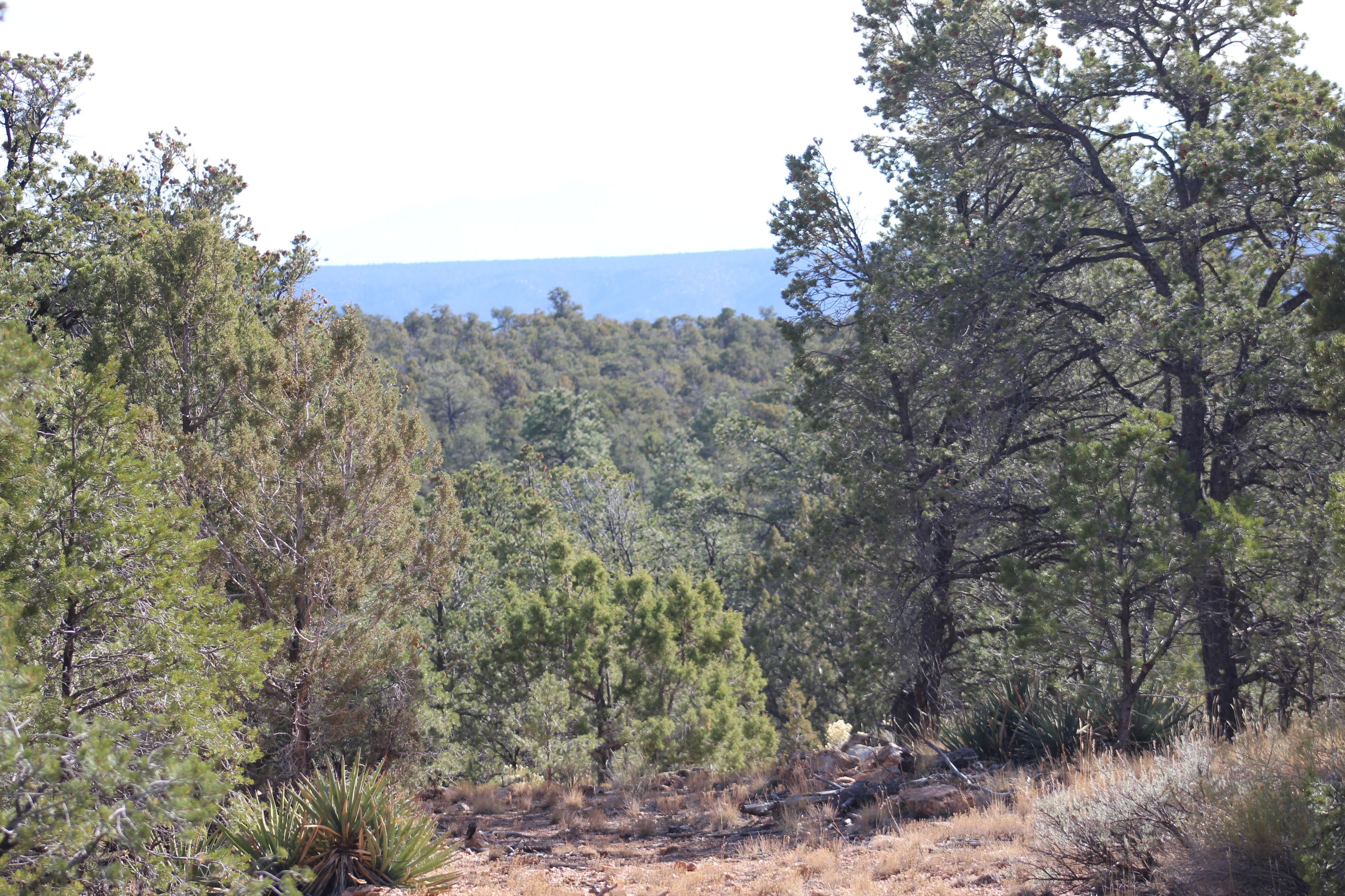 Camper-submitted photo at DeMotte National Forest Campground near Supai, AZ