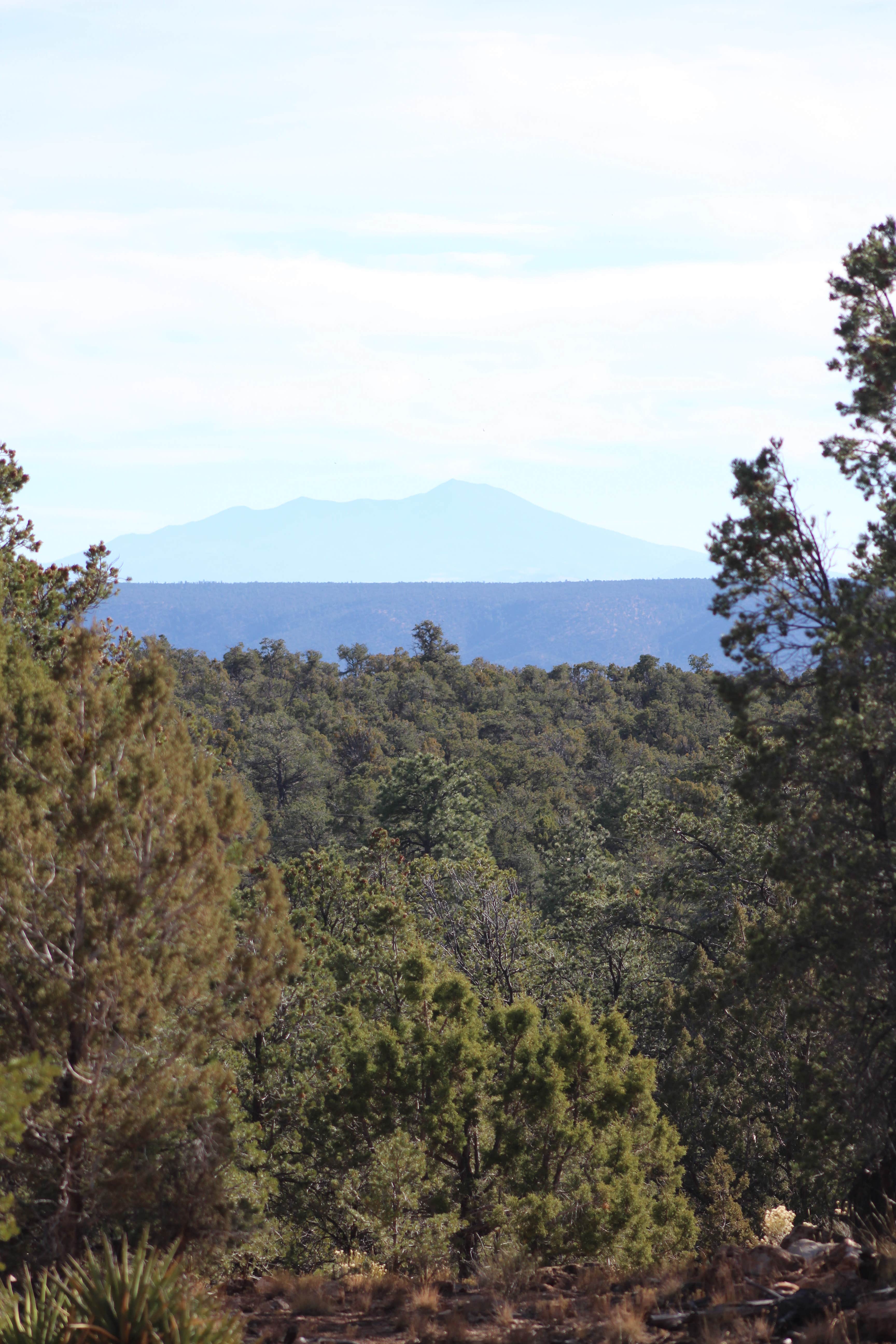 Camper-submitted photo at DeMotte National Forest Campground near Supai, AZ