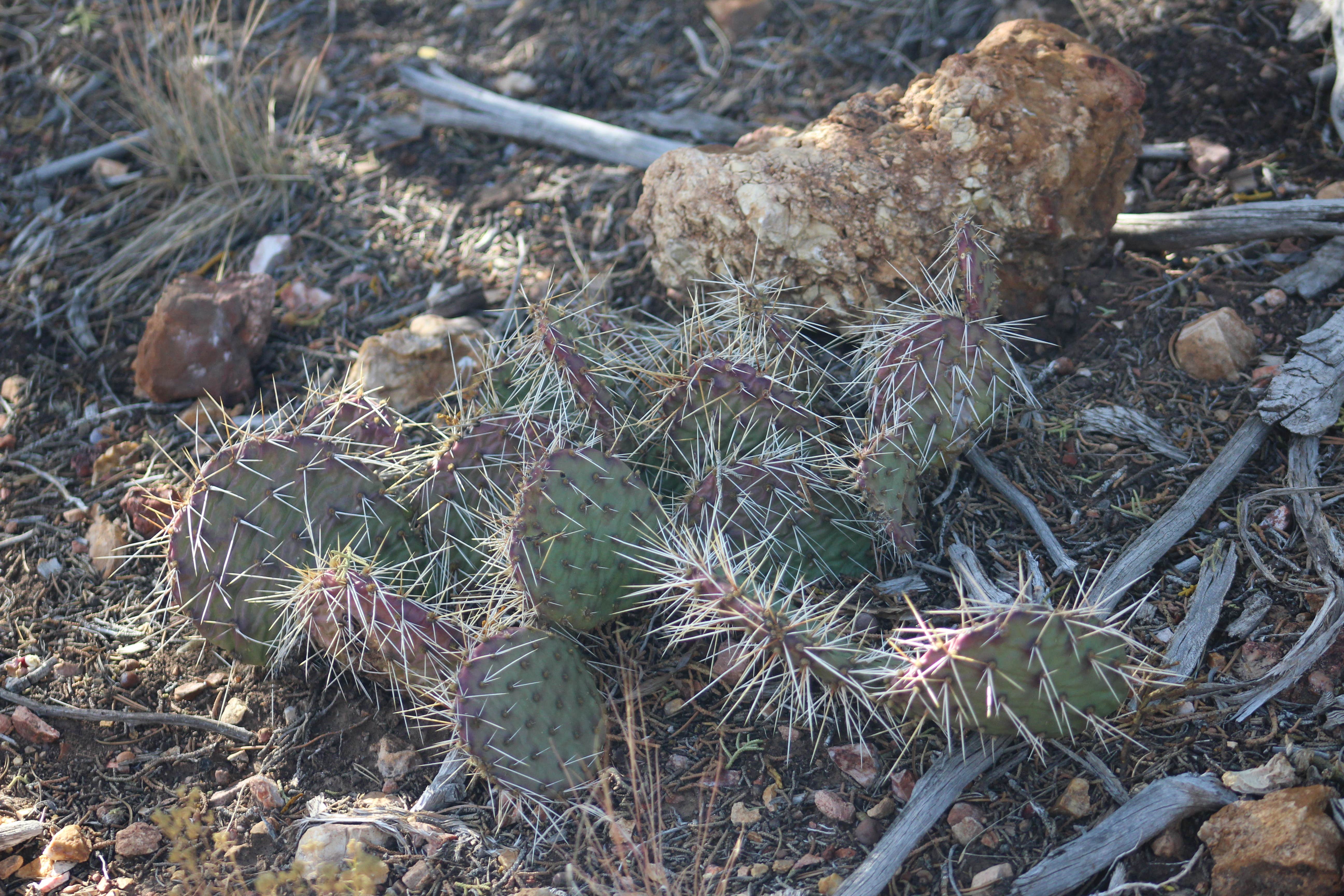 Even though you are in the forest you also will find several of these around the area in the lower laying areas because of the rocky soil.  I had no idea I would see these just feet from large trees.  Such a diverse ecosystem of plants and animals in this part of Arizona. 