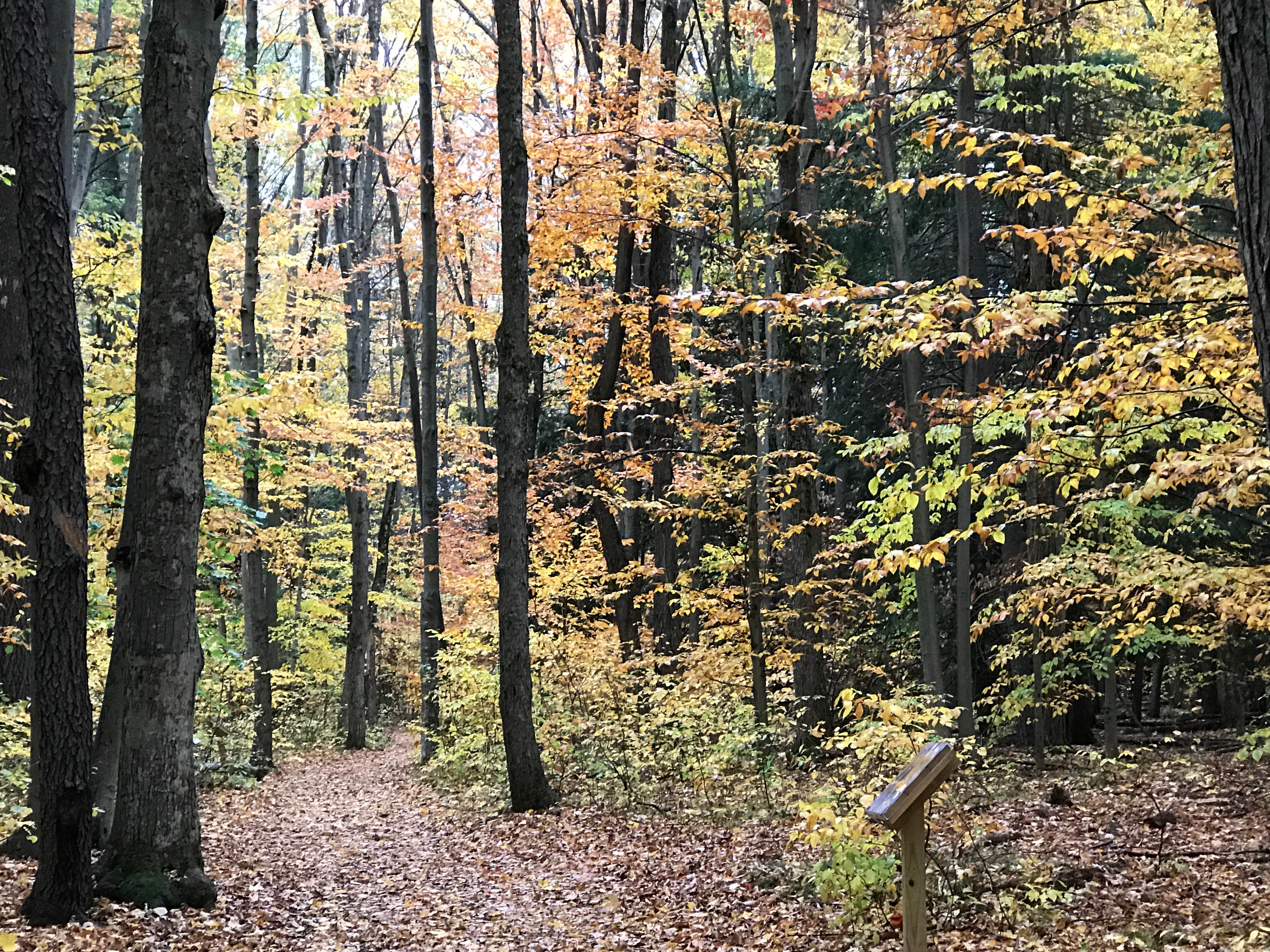 Camper submitted image from Mitchell State Park Campground - 4