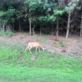 Review photo of Drumlin A Camping Area — Fair Haven Beach State Park by Laura C., August 13, 2018