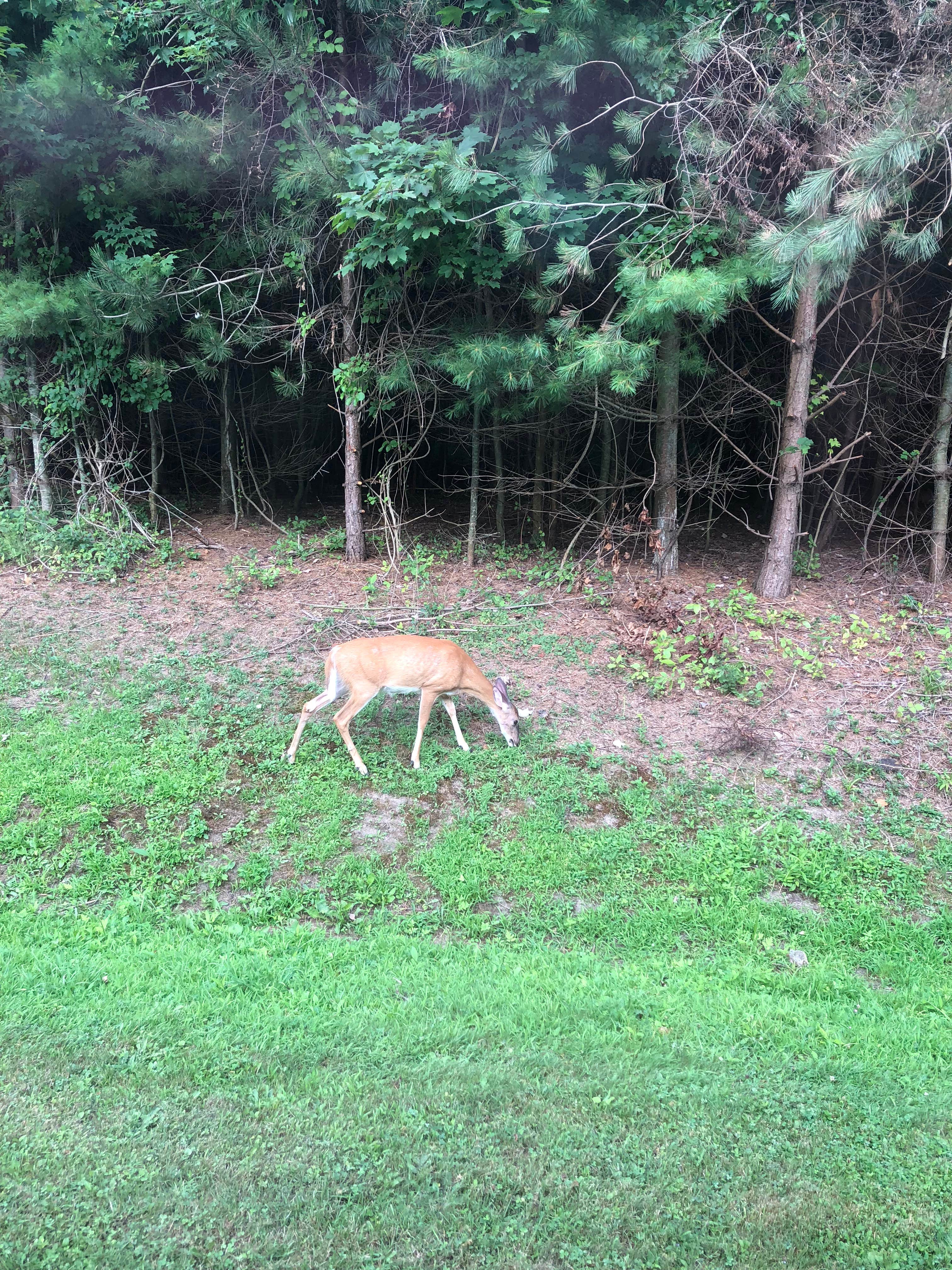 Camper submitted image from Drumlin A Camping Area — Fair Haven Beach State Park - 1