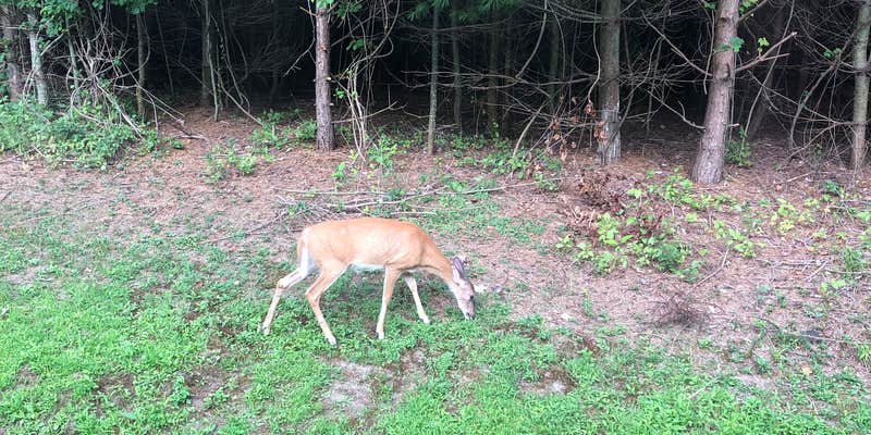 Camper submitted image from Drumlin A Camping Area — Fair Haven Beach State Park