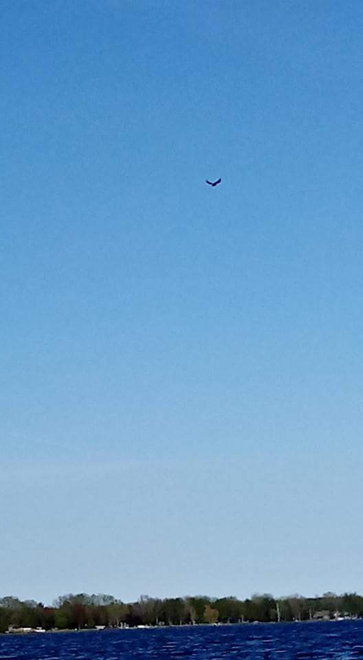 The kids loved watching this Eagle come down and grab fish for dinner!