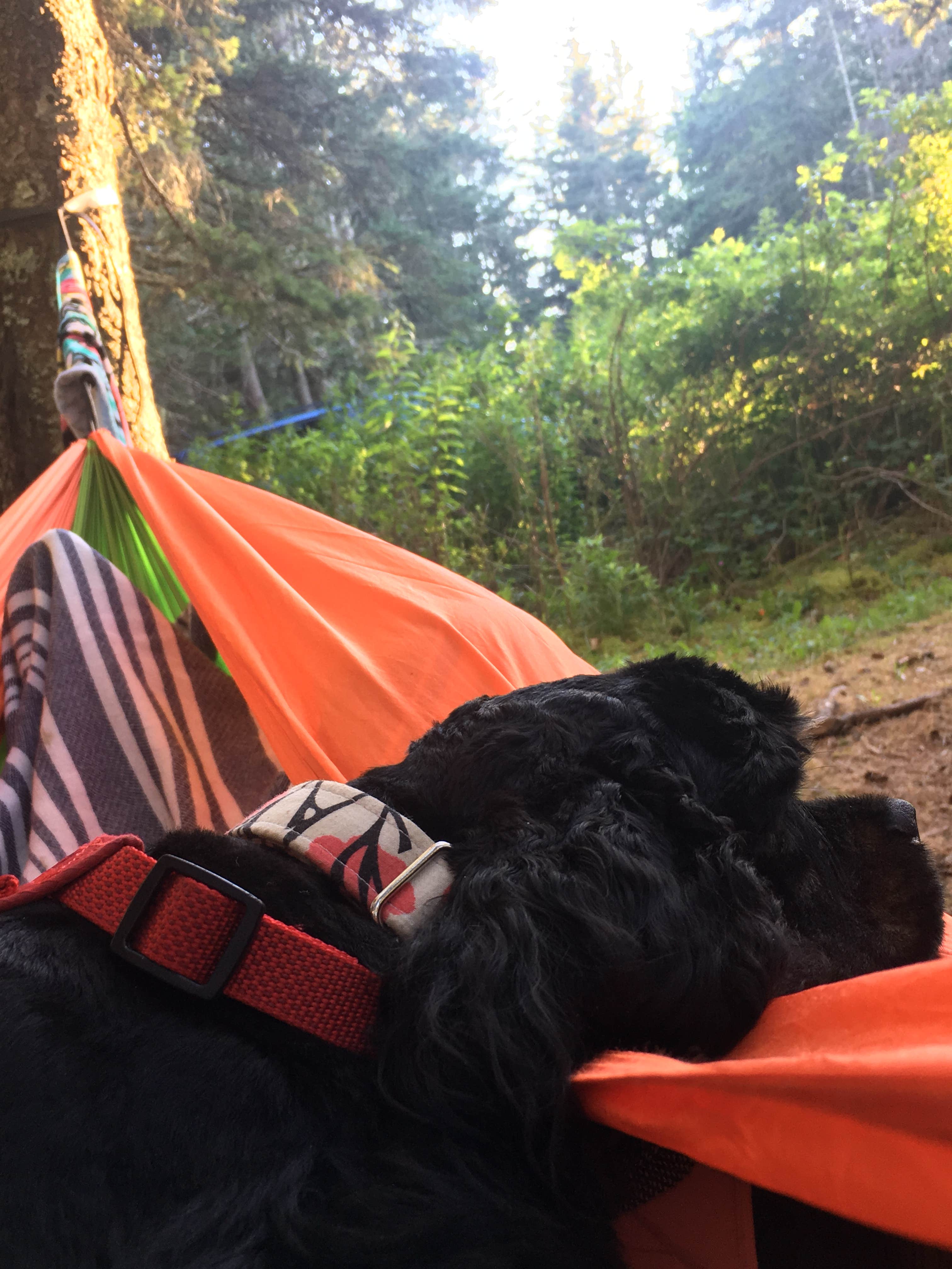 Ashley S.'s photo of camping with pets at Bass Harbor Campground near Stonington, ME