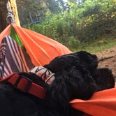 Review photo of Bass Harbor Campground by Ashley S., August 13, 2018