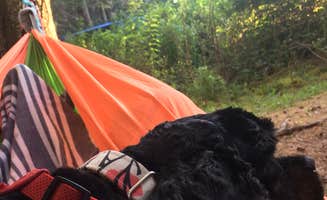 Ashley S.'s photo of camping with pets at Bass Harbor Campground near Owls Head, ME