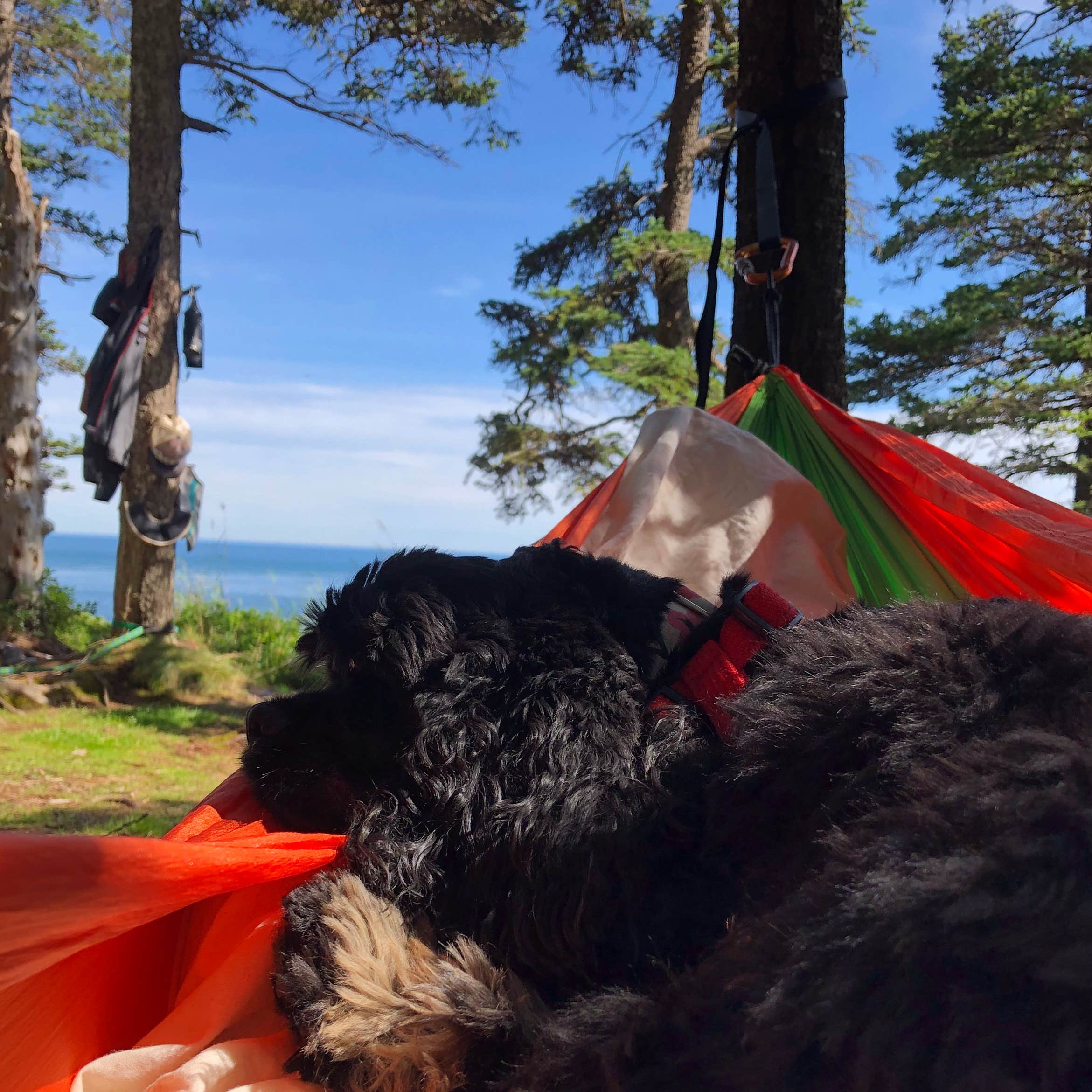 Ashley S.'s photo of camping with pets at Cutler Coast Public Land — Cutler Coast Ecological Reserve near Pembroke, ME