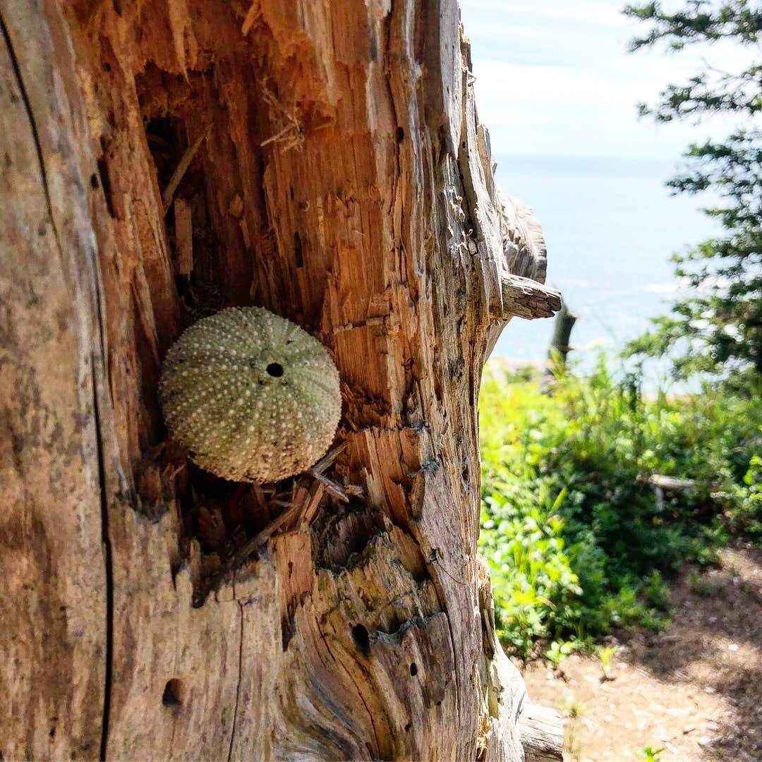 Camper-submitted photo at Cutler Coast Public Land — Cutler Coast Ecological Reserve near Eastport, ME
