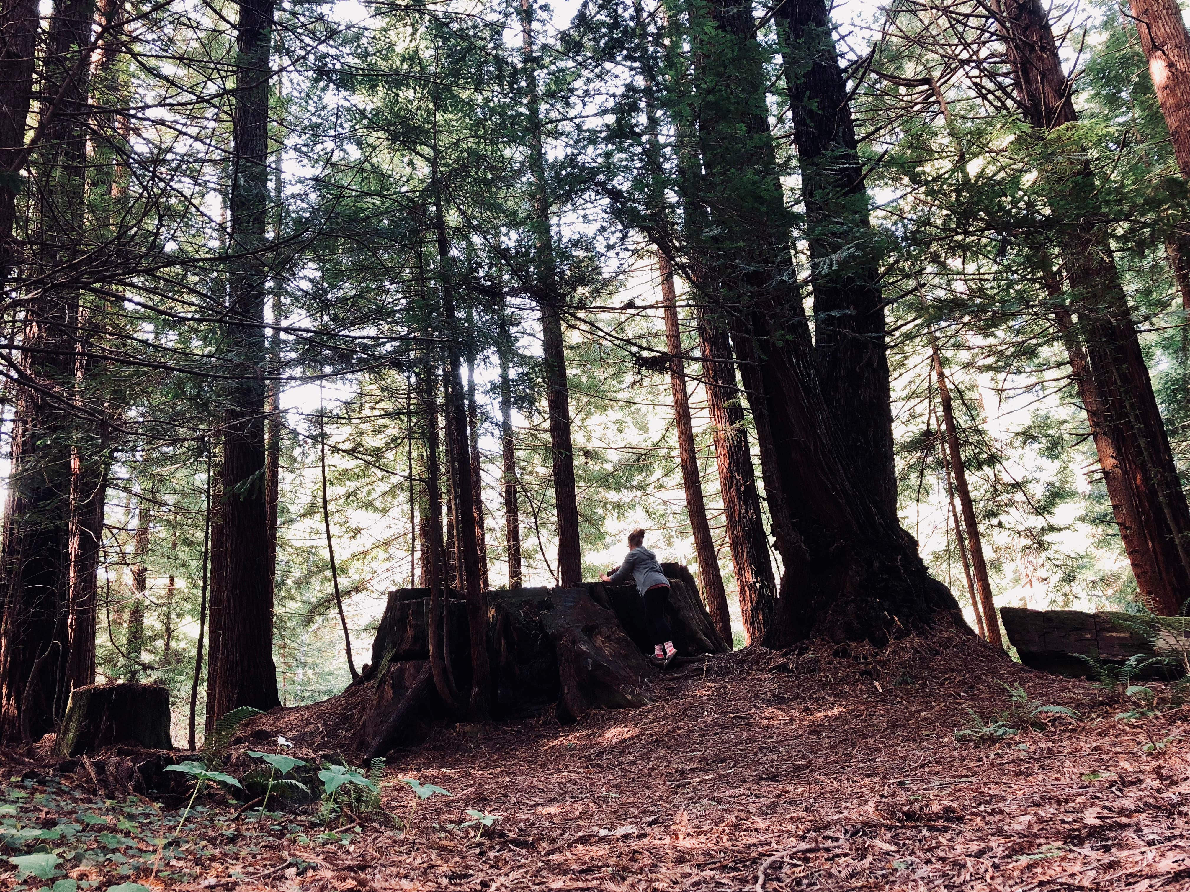 Camper-submitted photo at Crescent City/Redwoods KOA near Smith River, CA