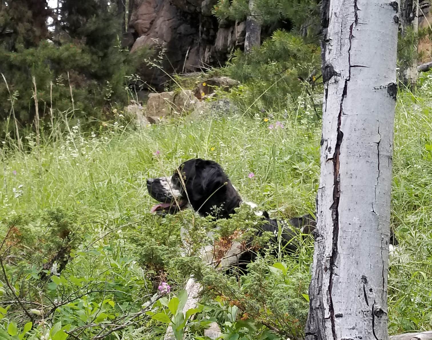 vanessa  G.'s photo of camping with pets at Bighorn National Forest Sibley Lake Campground near Wolf, WY
