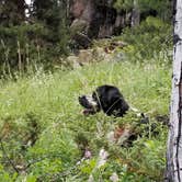 Review photo of Bighorn National Forest Sibley Lake Campground by vanessa  G., July 13, 2018