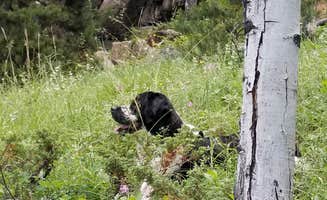 vanessa  G.'s photo of camping with pets at Bighorn National Forest Sibley Lake Campground near Dayton, WY
