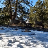 Review photo of Moraine Park Campground — Rocky Mountain National Park by Marissa K., August 13, 2018