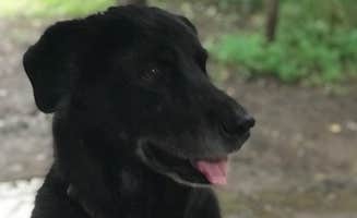 Brigitte H.'s photo of camping with pets at Hot Springs Campground near Cherokee National Forest