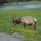 Review photo of Canyon Campground — Yellowstone National Park by Danielle H., July 3, 2016