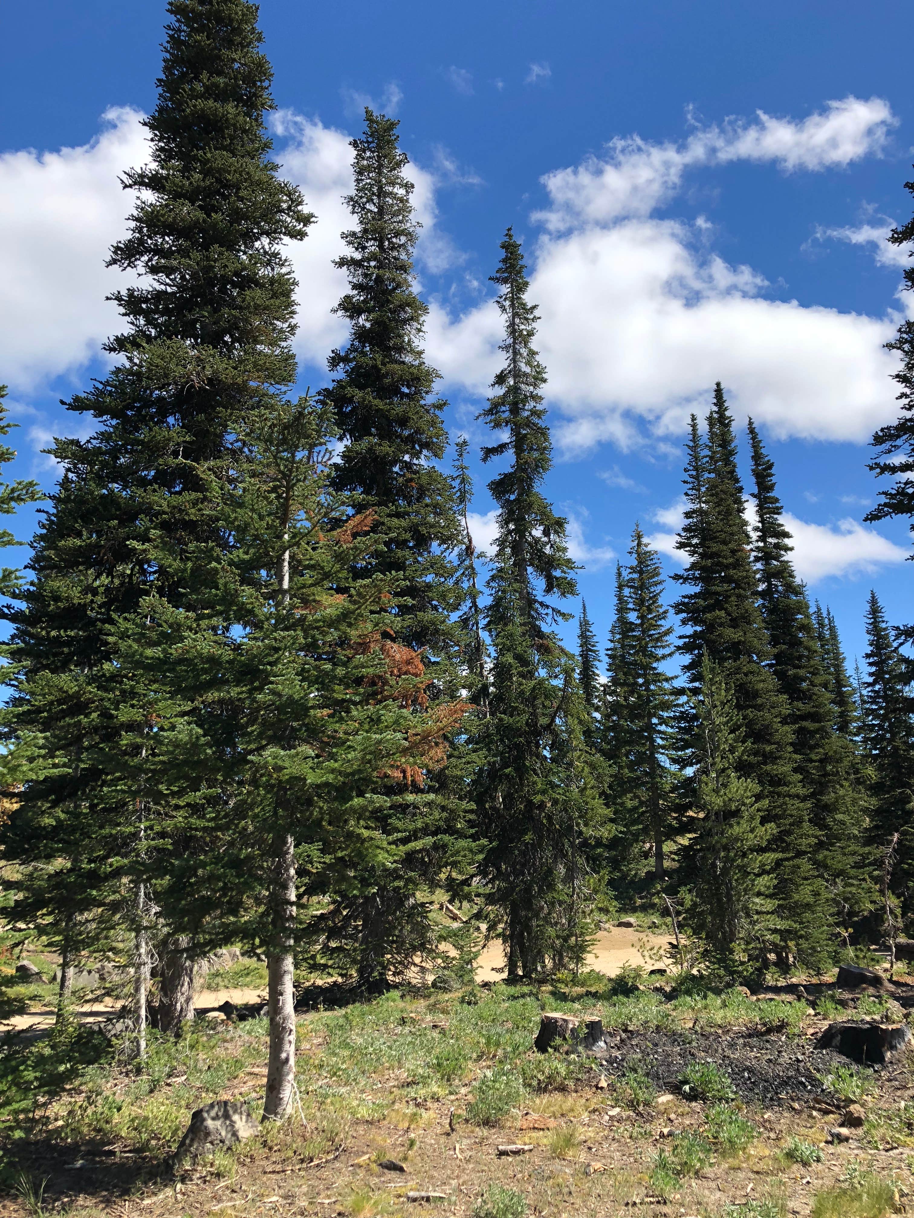 Camper-submitted photo at Oconee Point near Lavonia, GA