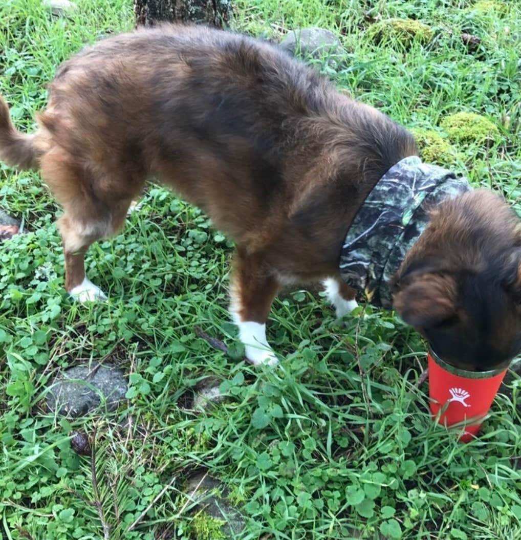 Ashley W.'s photo of camping with pets at Table Rock State Park Campground near Cleveland, SC