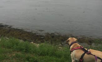 Orange L.'s photo of camping with pets at Scusset Beach State Reservation near Kingston, MA