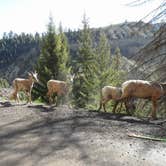 Review photo of Canyon Campground — Yellowstone National Park by Danielle H., July 3, 2016