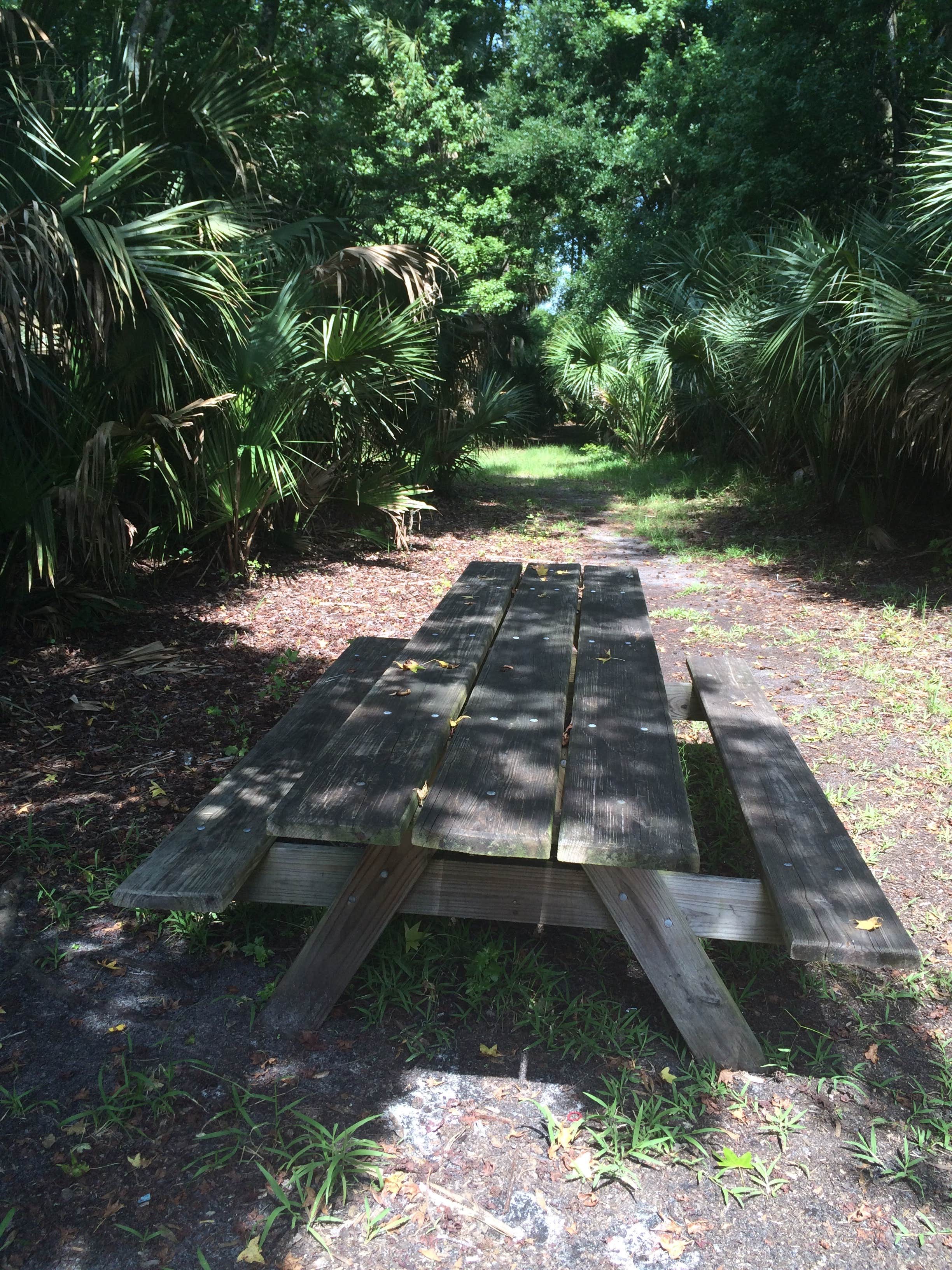 Camper submitted image from Seminole State Forest Primitive Campsites - 2