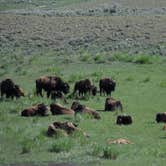 Review photo of Canyon Campground — Yellowstone National Park by Danielle H., July 3, 2016