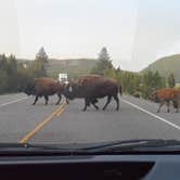 Review photo of Canyon Campground — Yellowstone National Park by Danielle H., July 3, 2016