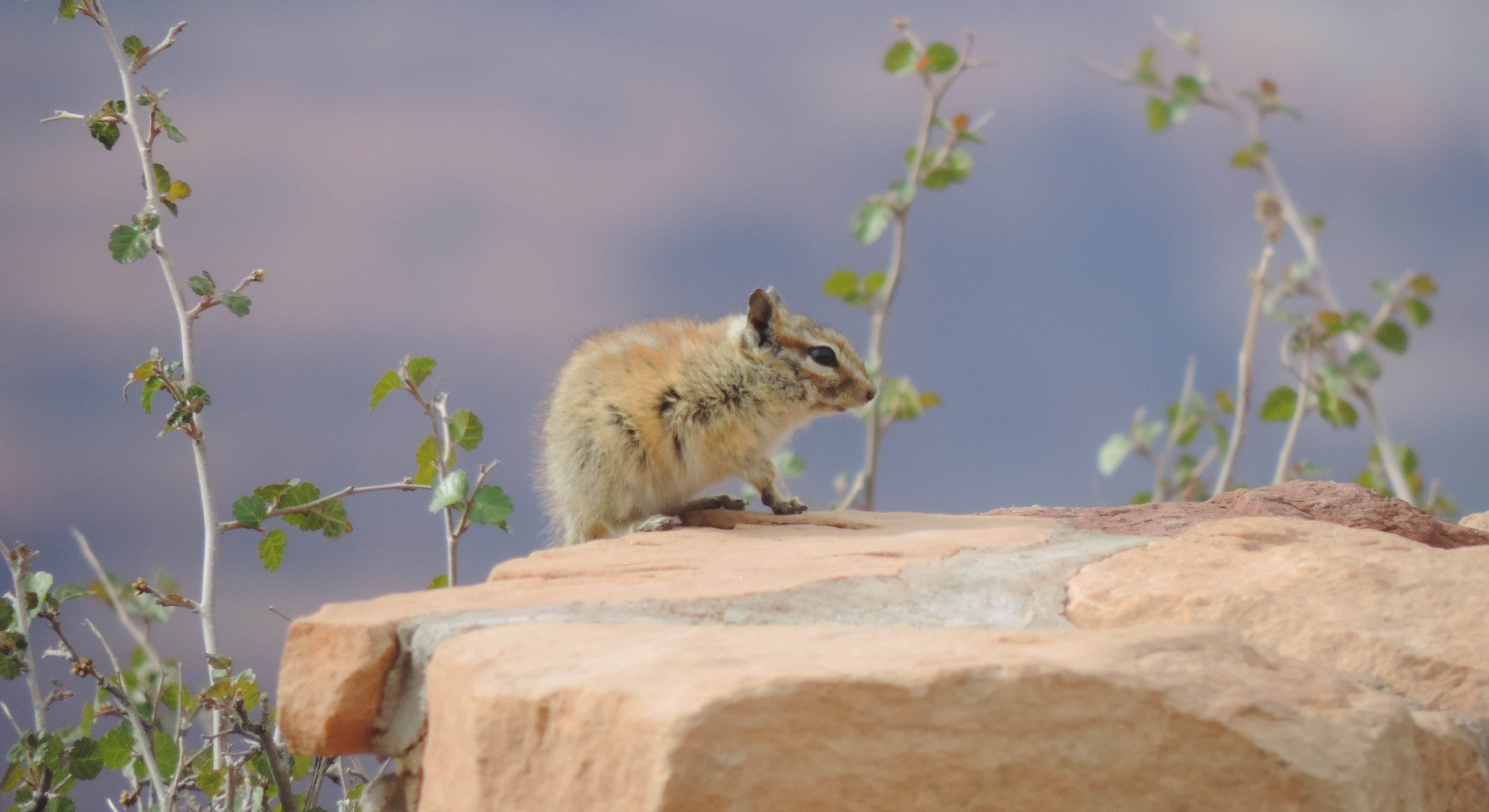 Small Mouse on Rock at Kayenta Campground Dead Horse Point State Park Near Canyonlands NP
