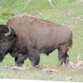 Review photo of Canyon Campground — Yellowstone National Park by Megan B., August 14, 2018
