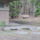 Review photo of Canyon Campground — Yellowstone National Park by Megan B., August 14, 2018